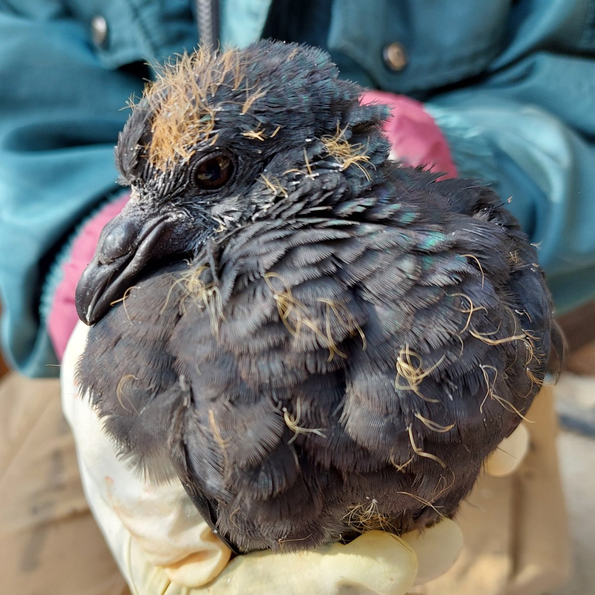 野鳥動画図鑑 660種1,181本公開中 & 鳥の鳴き声図鑑 鳥声｜Wild