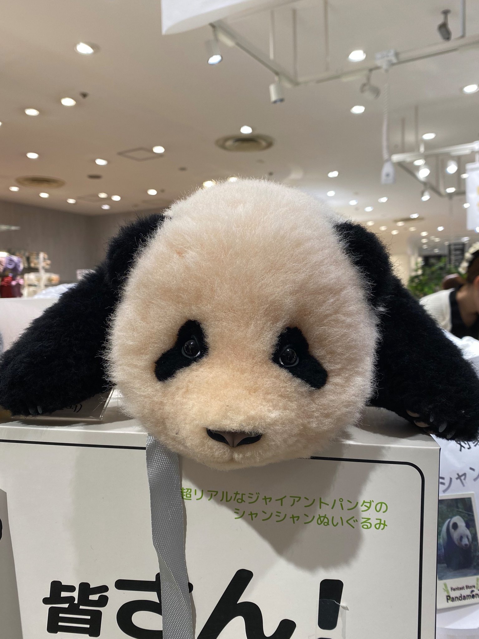 東京パンダ党 on X: 