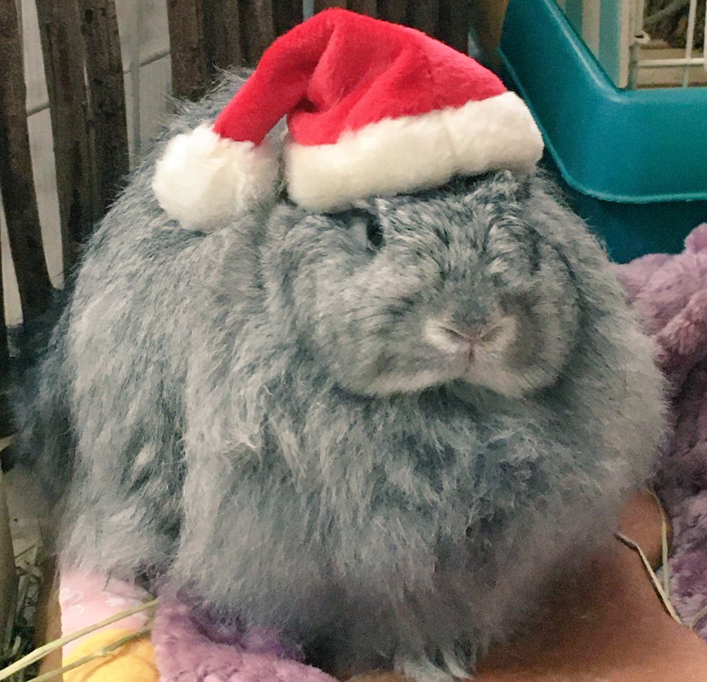 我が家のウサンタさん！
今日眠そうだったのは、深夜にこっそりプレゼントを配りに行っていたから？