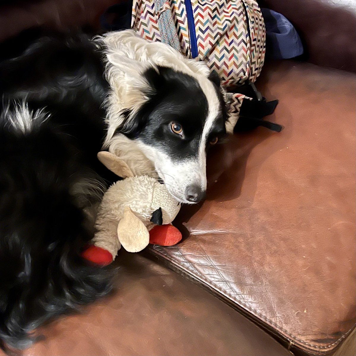 BorderReba's tweet image. Please don’t bother me! Lamb Chop and I are waiting on Santa. He could be here at any moment! Merry Christmas to all of my dear friends on #dogtwitter #dogx You bring me joy all year with your stories.