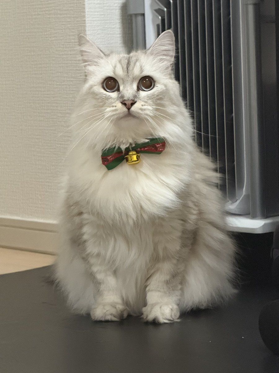 turipaaaaanda's tweet photo. クリスマス猫 https://t.co/JMDYtI6Ccf