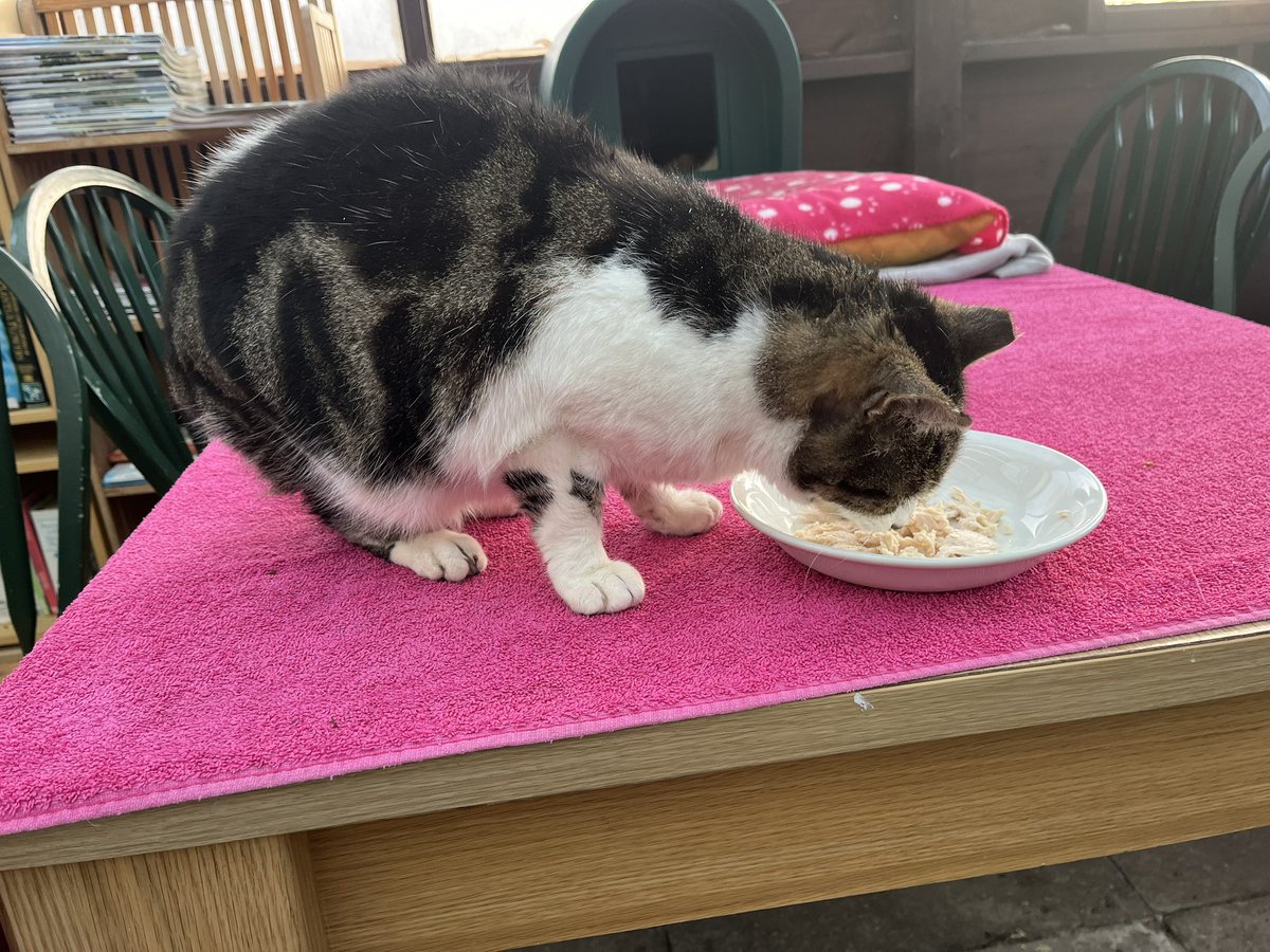 Sammy2870's tweet photo. @AllotmentCat Christmas chicken dinner x https://t.co/PorT9eIMAK