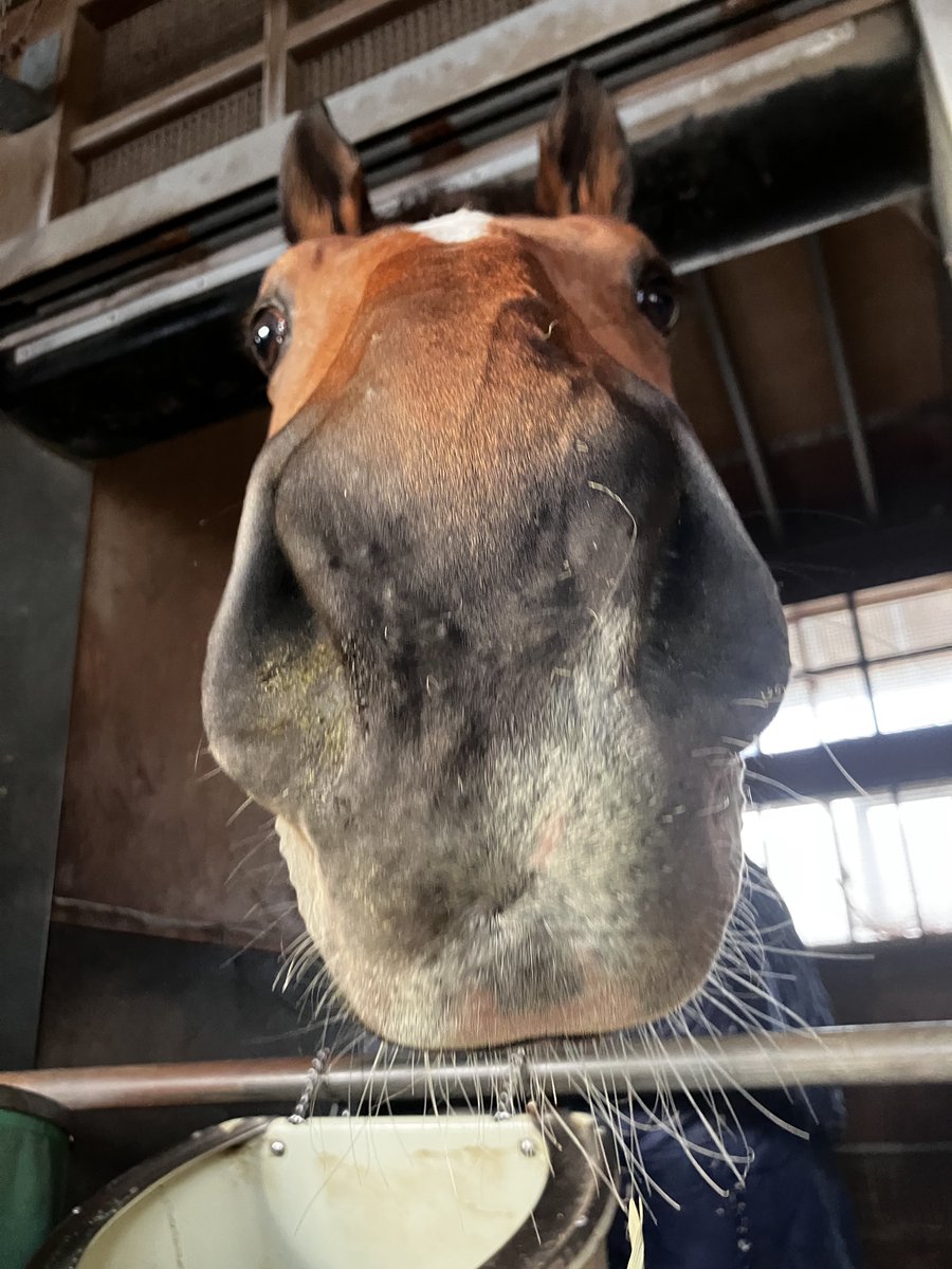 m_rikoaka's tweet photo. 馬は見慣れない人が来ると、こうやってお鼻をおっきく広げてクンクン匂いをかいできます。「あやしい人じゃないかチェックしてる」そうで、このチェックを通ったとき、記者はありがとうございます😭と幸せな気持ちになり、そのままニコニコして(気持ち)スキップで帰るのです

#取材はどうした https://t.co/wtWtSuSA9B