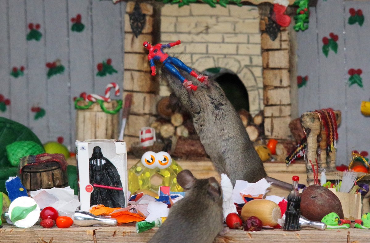 George the Mouse in a log pile house - Simon dell tweet media