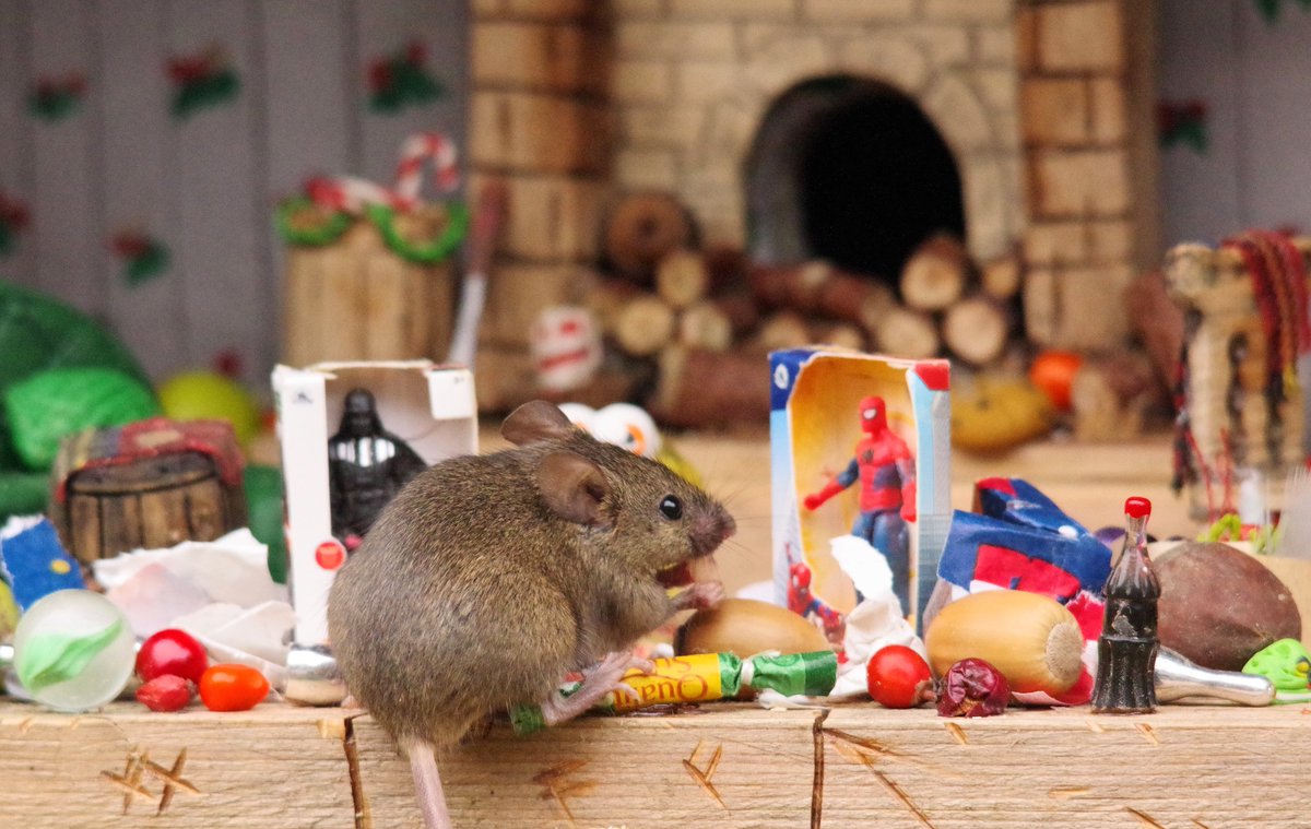 George the Mouse in a log pile house - Simon dell tweet media