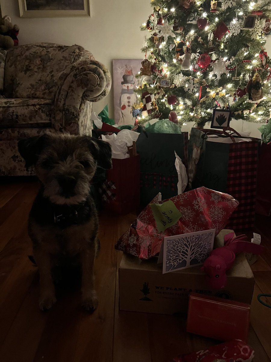 GracieClaire59's tweet photo. Thank you Secret Santa! I love my gifts! The treats are the best and I live my toy! Mommy says thank you from her chocolates! She wonβt share and will enjoy with a cup of tea! #BTPosse #BTPWorldSanta #BTWorldSanta https://t.co/zaMOZaj8H8