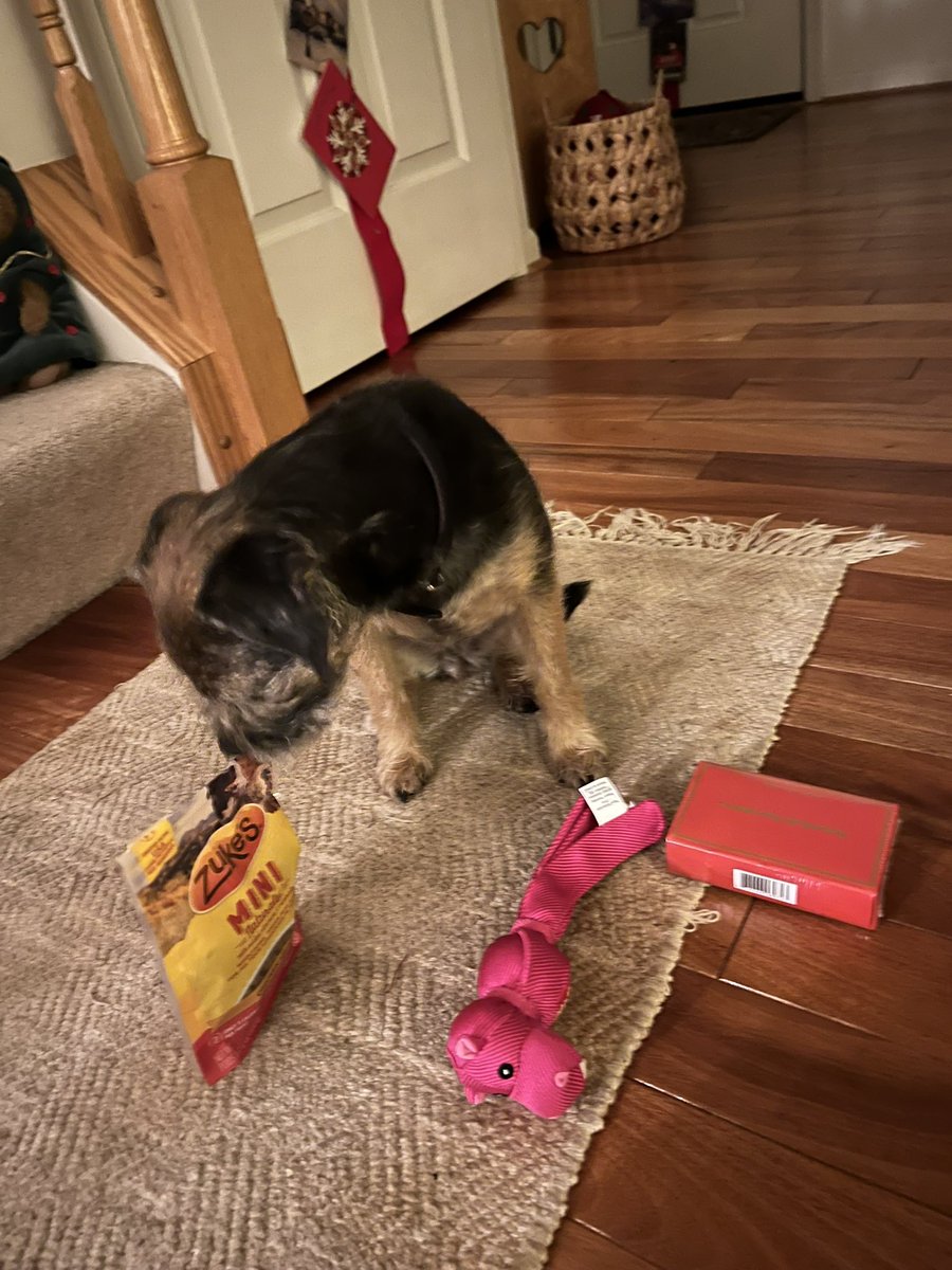 GracieClaire59's tweet photo. Thank you Secret Santa! I love my gifts! The treats are the best and I live my toy! Mommy says thank you from her chocolates! She wonβt share and will enjoy with a cup of tea! #BTPosse #BTPWorldSanta #BTWorldSanta https://t.co/zaMOZaj8H8