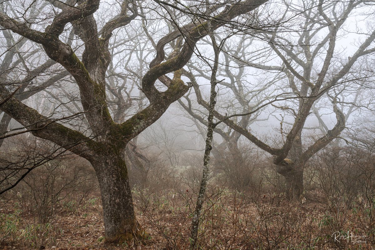 hasshii037's tweet image. #2024年自分が選ぶ今年の4枚

どれにするか迷った、、、
出撃回数少なかったけどそれなりに良い条件で撮れてた◎