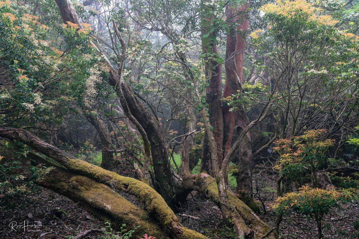 hasshii037's tweet image. #2024年自分が選ぶ今年の4枚

どれにするか迷った、、、
出撃回数少なかったけどそれなりに良い条件で撮れてた◎