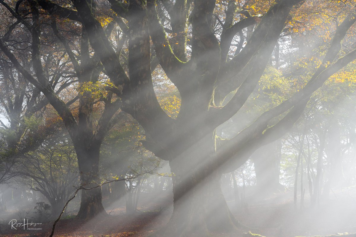 hasshii037's tweet image. #2024年自分が選ぶ今年の4枚

どれにするか迷った、、、
出撃回数少なかったけどそれなりに良い条件で撮れてた◎