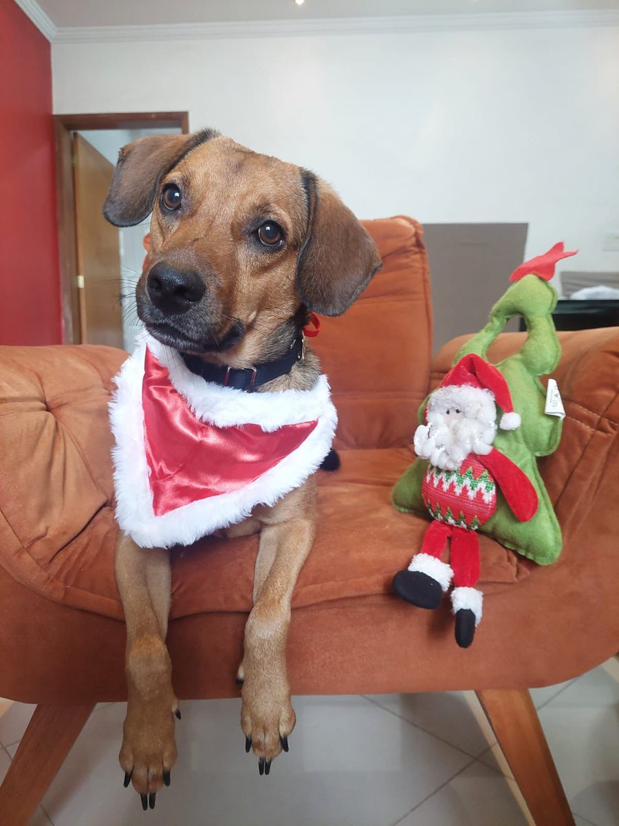 Hoje, nosso querido Kuzco vestiu sua melhor roupinha natalina para trazer um pouquinho mais de amor e alegria para este dia tão especial. 💖 Ele, assim como todos os nossos peludos aqui do abrigo, só tem um desejo neste Natal: um lar cheio de carinho e uma família para chamar +