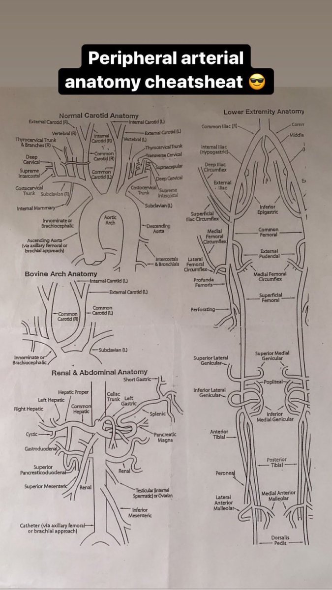 Arteries