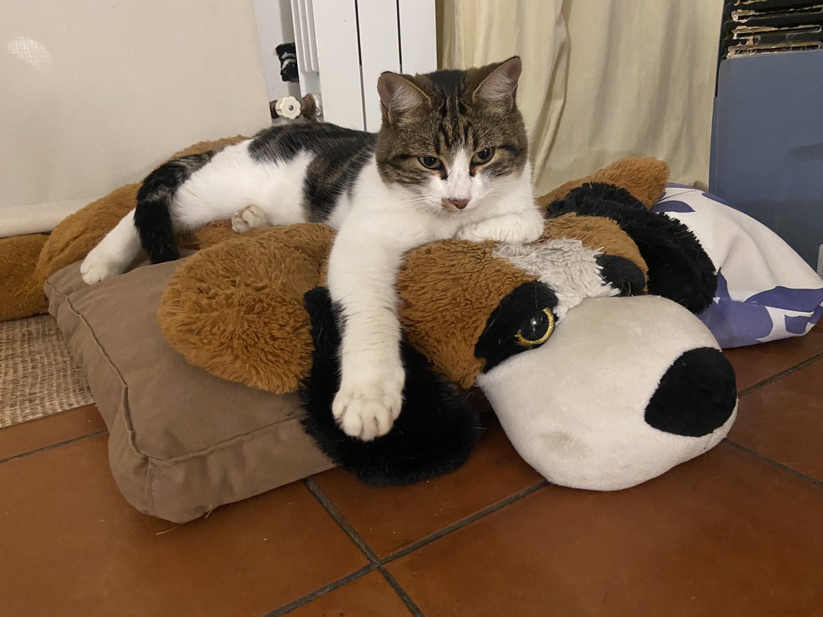 Lopezmonis's tweet photo. @redmascotera 
Se ha perdido nuestro gato Mowgli en La Canyada (Paterna). Tiene chip y tiene una peca en el lado derecho del hocico. https://t.co/ljppQKISMV