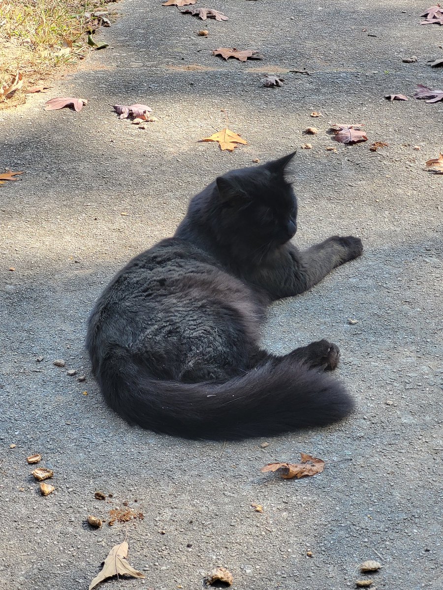 Jenn9925's tweet photo. @Number10cat Here's Penne from #TheAtl in Georgia. https://t.co/GQUCnsXDFT