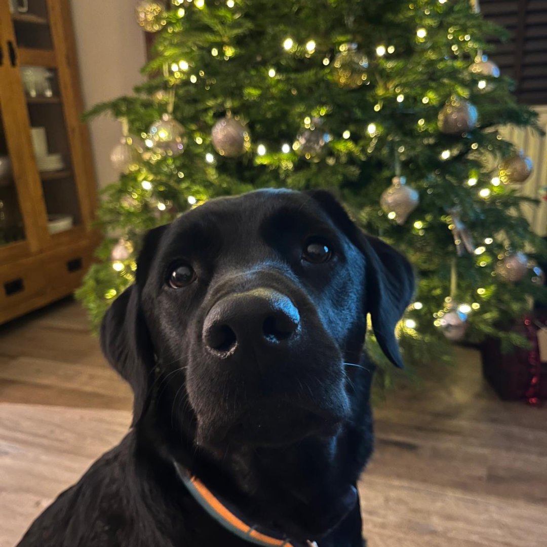 Dogs for Good tweet media