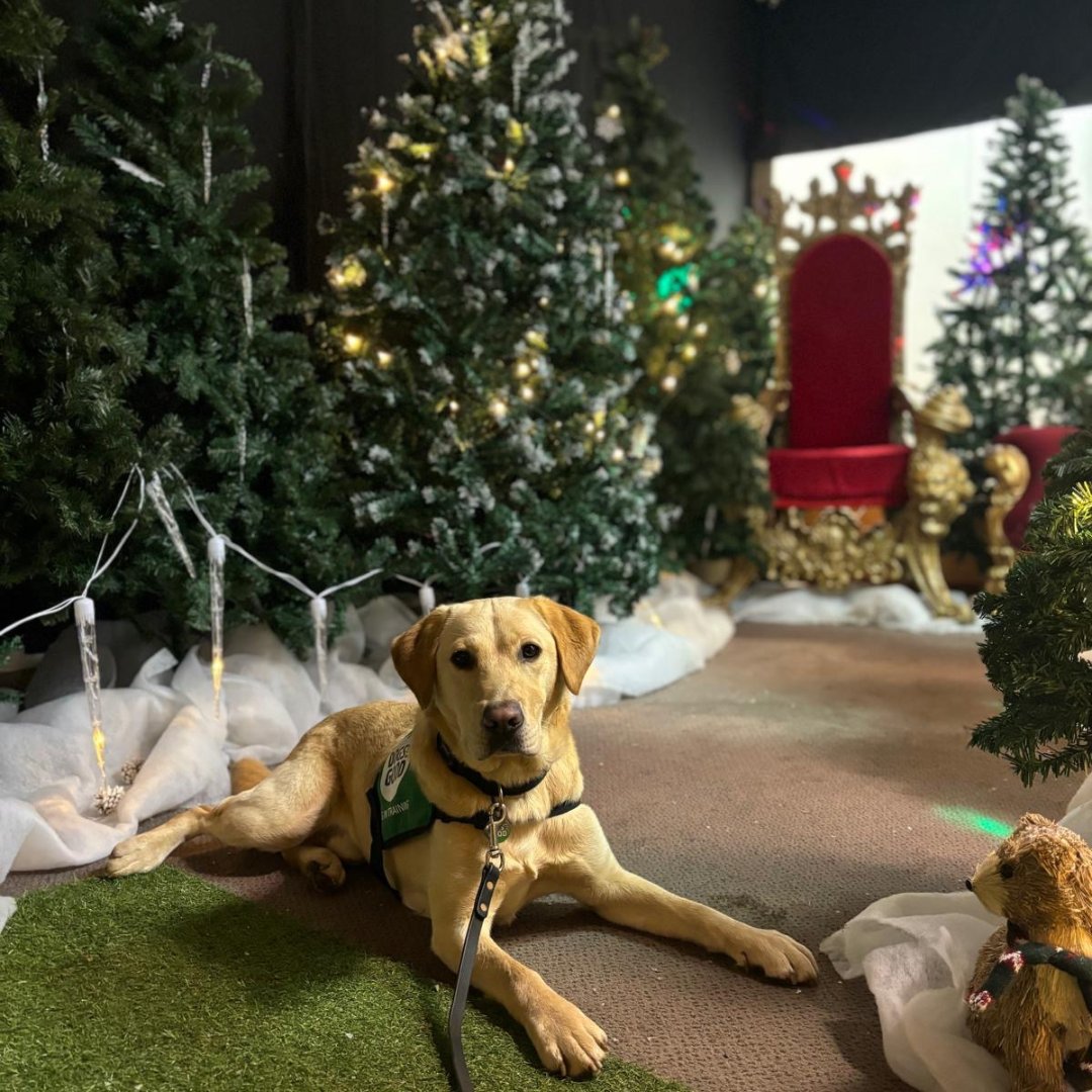 Dogs for Good tweet media