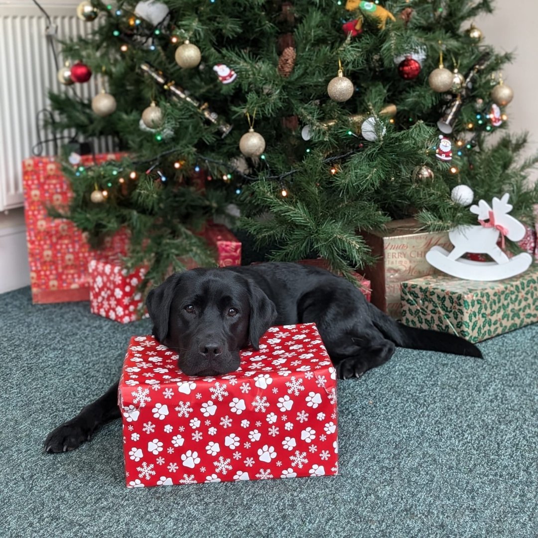 Dogs for Good tweet media