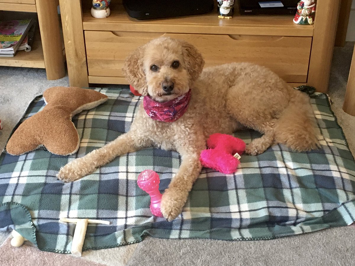 Florrie Labradoodle tweet media