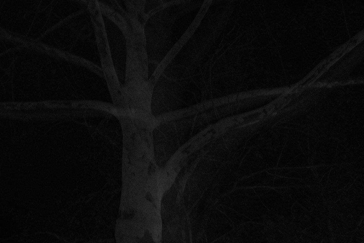 Trees branches are dancing at night 

#darkphotography #darkwoods #nightphotography #darkartist