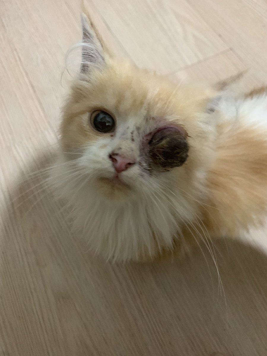 Pawwrentss's tweet photo. Temen-temen pawrents aku butuh bantuan. Kucingku lagi butuh biaya buat pengobatan matanya. Matanya dia semakin hari semakin parah 🥺 aku udah kasih pertolongan pertama ke puskeswan di awal, dan sudah ke halodoc juga. Tapi kondisinya semakin memburuk, seperti ini https://t.co/z0ZzHdKDMN