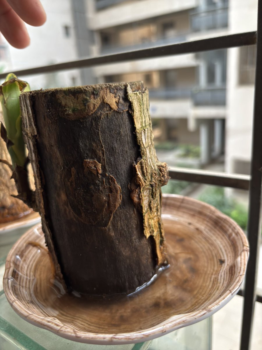 satish920's tweet photo. @Theaffordables_  Your store is total cheat. i have received rotting plant stem and after multiple evidences also you are not providing replacement https://t.co/ZUvpYTluFD