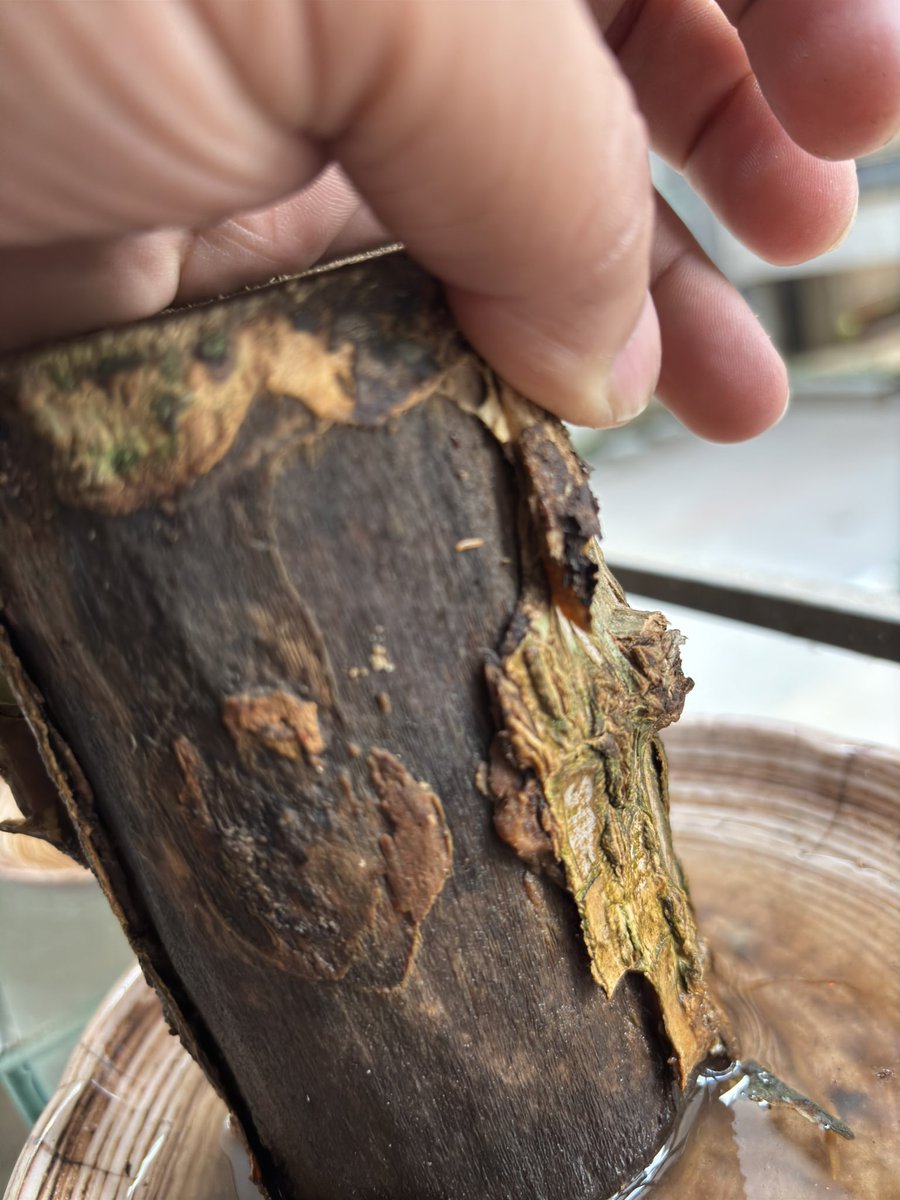 satish920's tweet photo. @Theaffordables_  Your store is total cheat. i have received rotting plant stem and after multiple evidences also you are not providing replacement https://t.co/ZUvpYTluFD