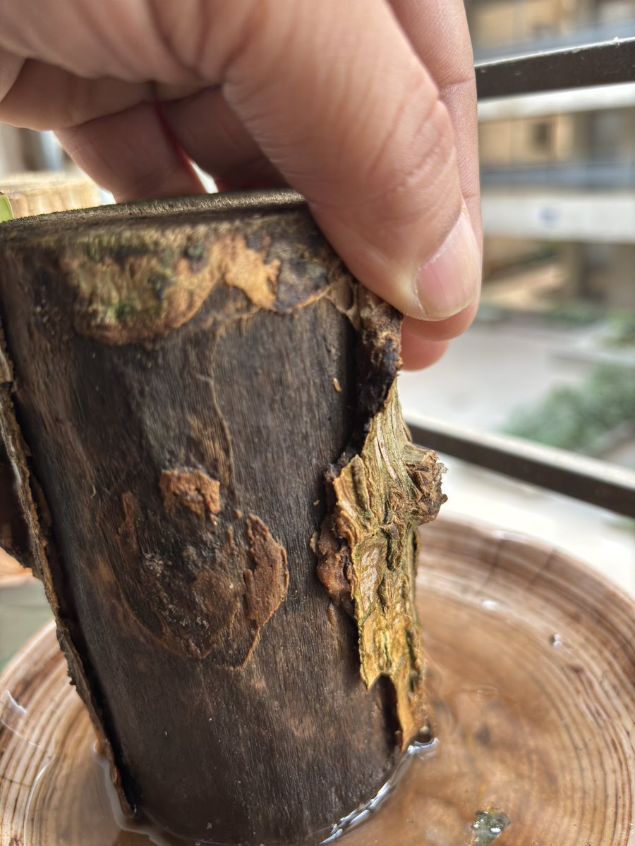 satish920's tweet photo. @Theaffordables_  Your store is total cheat. i have received rotting plant stem and after multiple evidences also you are not providing replacement https://t.co/ZUvpYTluFD