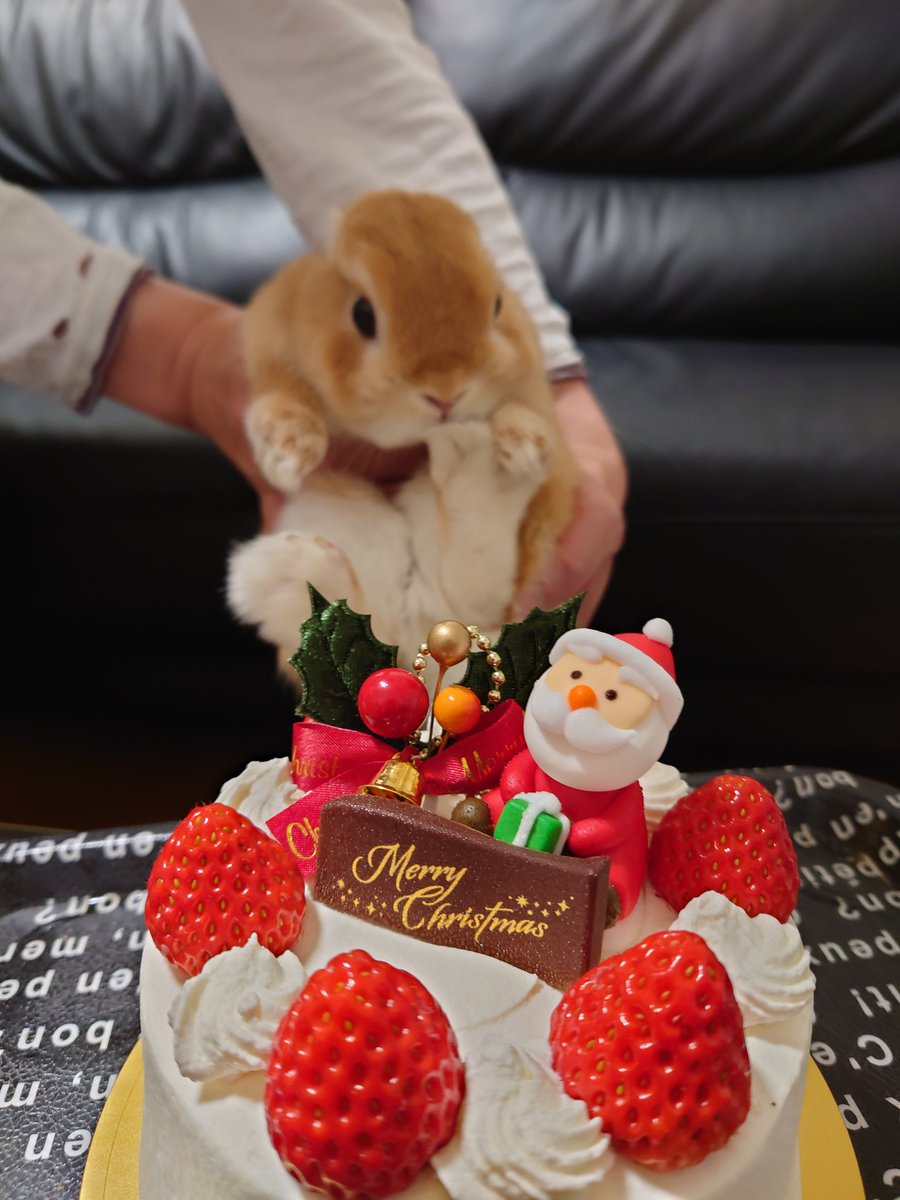 メリークリスマスぅ🐰🎄🎂