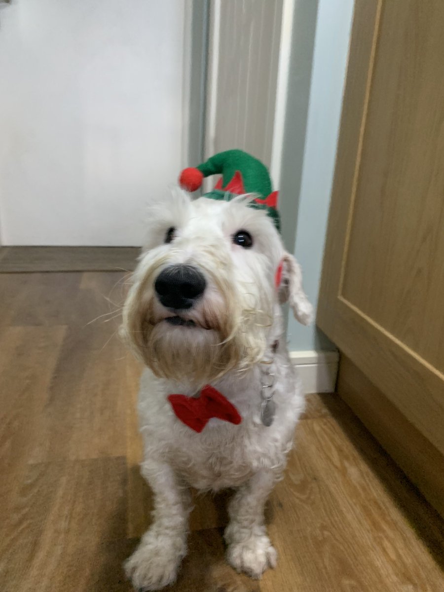 Took a few treats to get Gryff to pose. Merry Christmas.