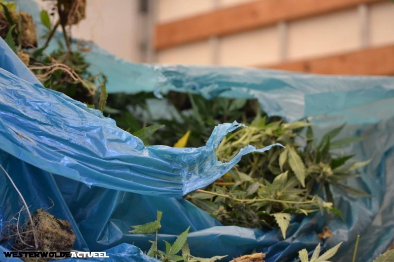 Hennepplantage met zeshonderd planten ontdekt in Nieuwe Pekela