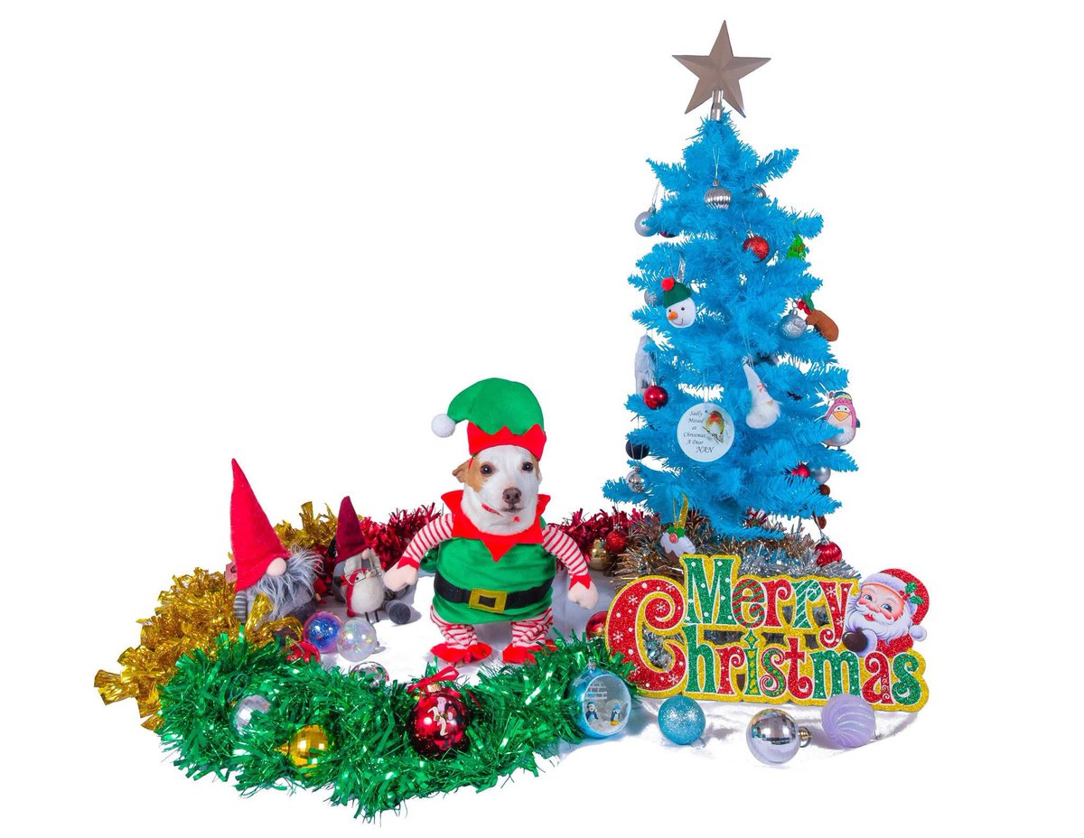 Ellen Stafford tweet media