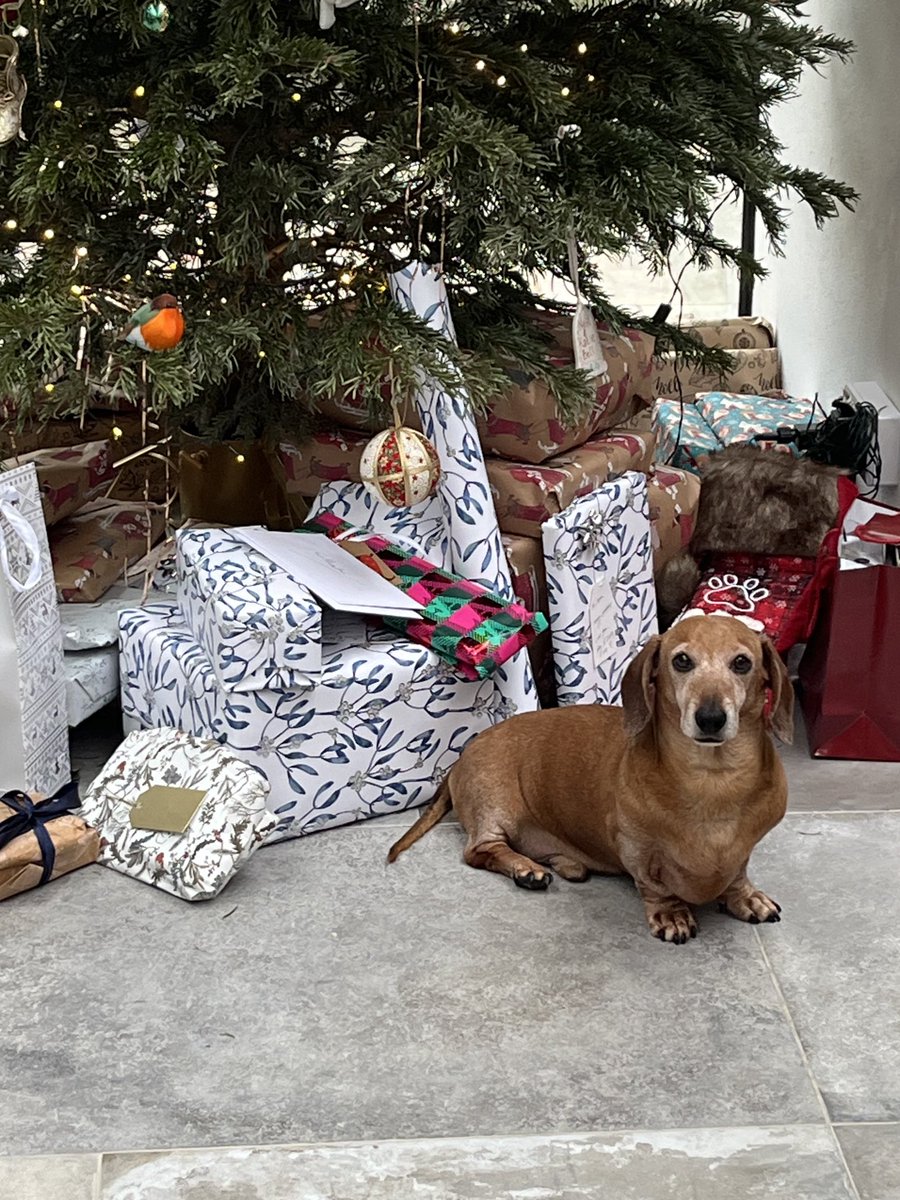 Merry Christmas to all #Dachshunds and their families everywhere 🌎