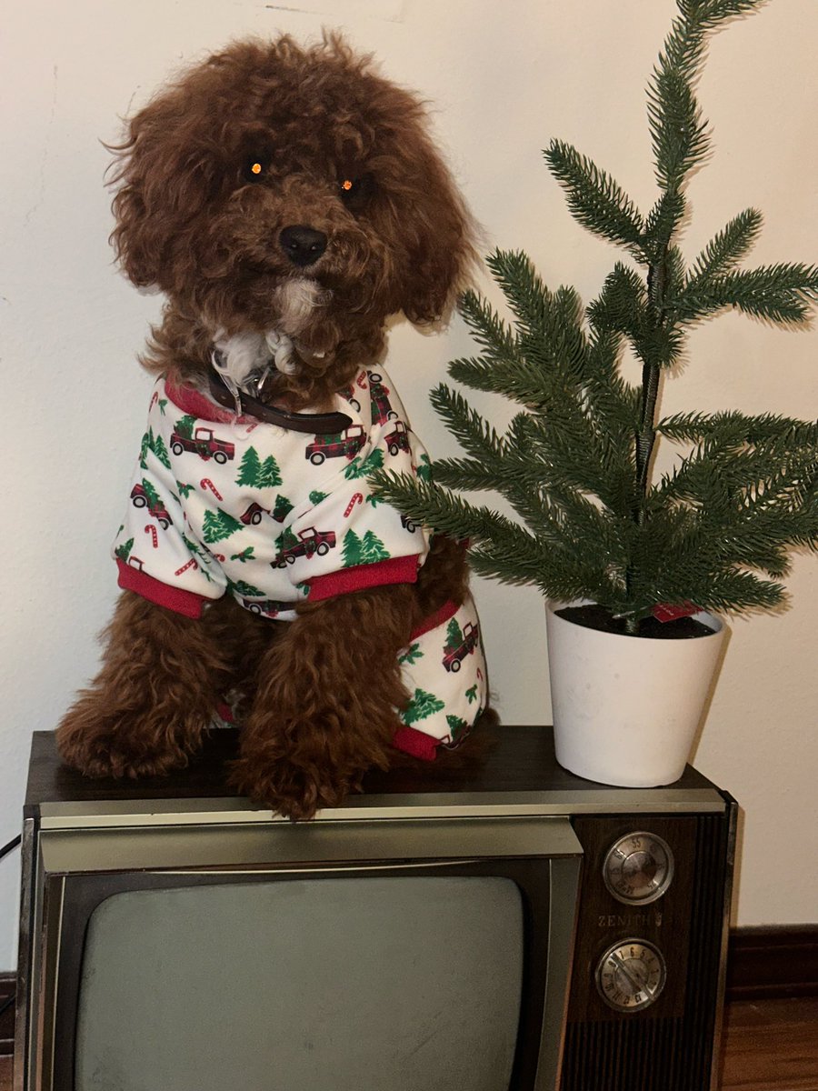 LabriaJay's tweet image. Merry Christmas from my sweet boy🎄🌲🎄❗️