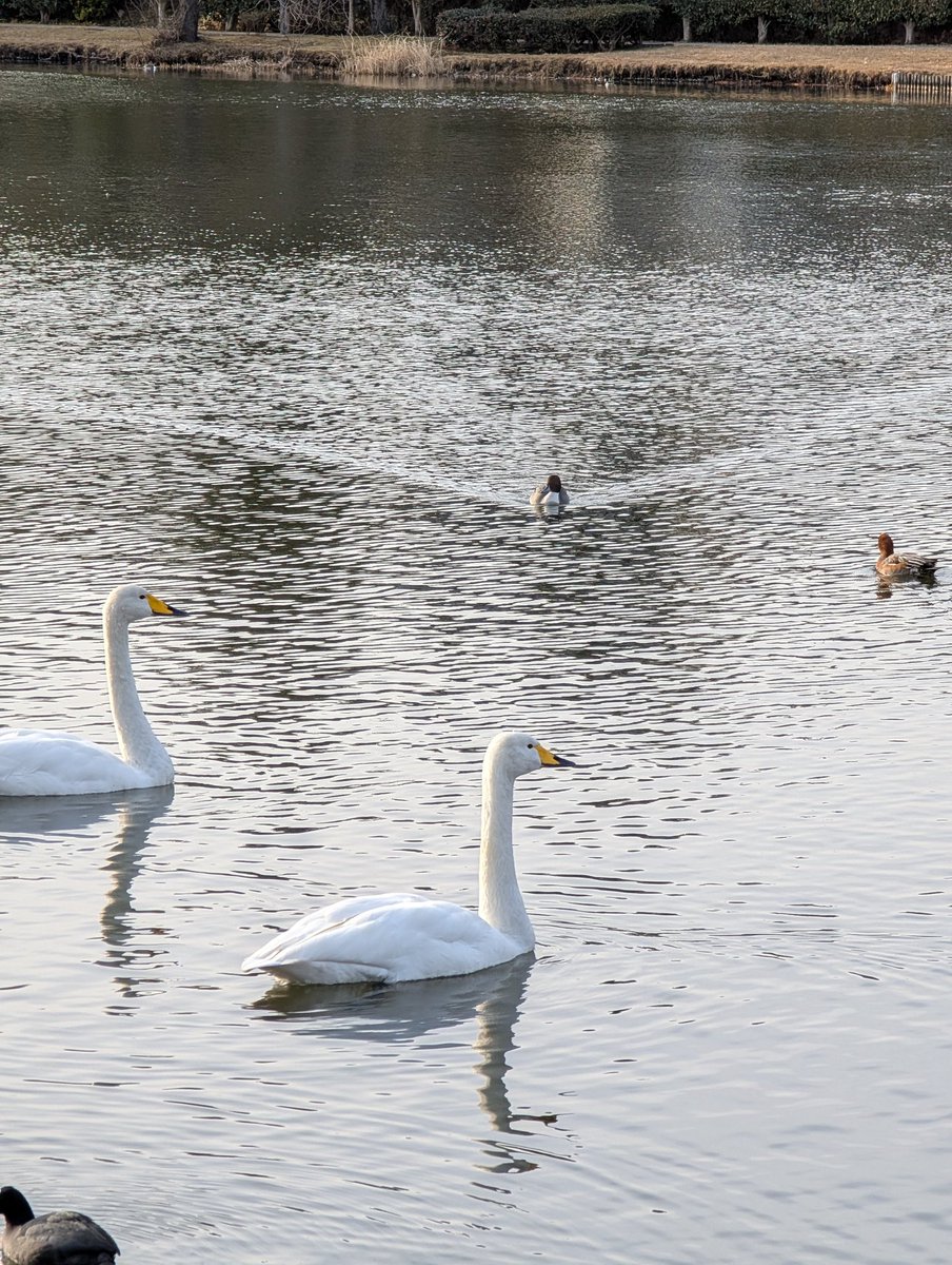 おつかれ様でした
😺🤗😸
今日突然に子供が帰ってきたので😂
みんなで練習ドライブに行ったよ🚗💨💨💨
子供が隣で丸いコントロール画面触って色んな操作してるの運転しながら見てたら、結構勉強になった🎉👌
OKGoogleと同じで、OKミニと言うと、会話してくれたり🤩するのは安全運転だね