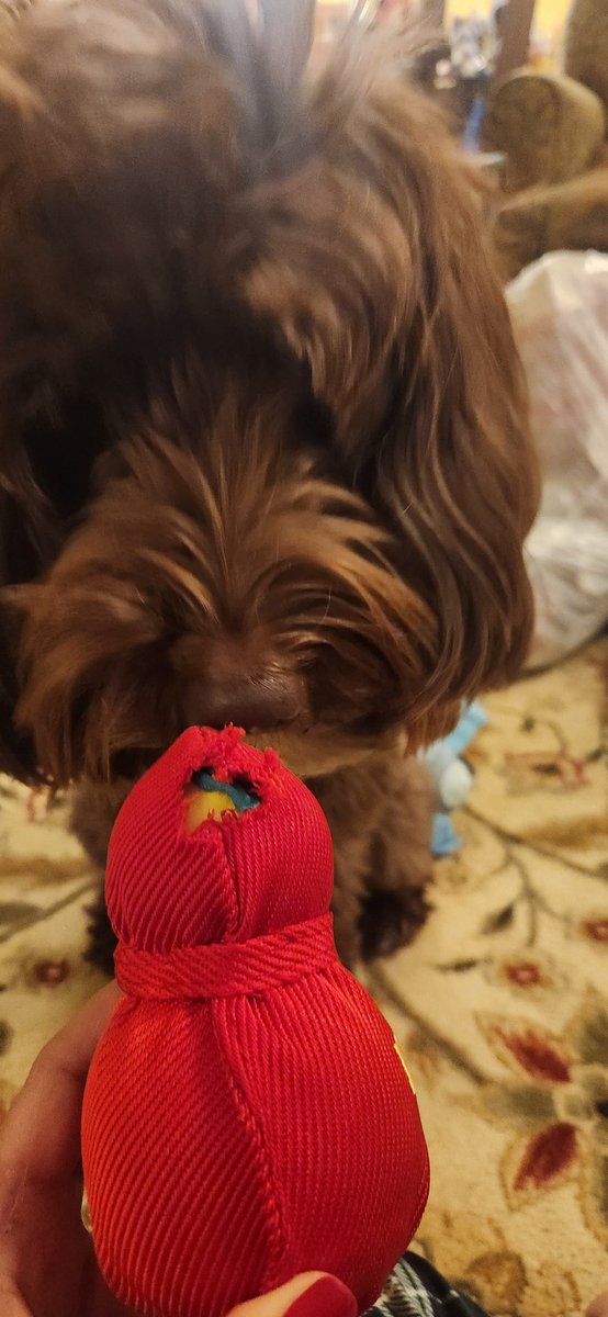 This #kongwubba was destroyed 5 min after opening. #Kongdogtoys are not indestructible with this dog. #wasteofmoney