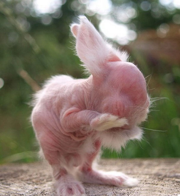 NYLIIIIIN's tweet photo. Ever wondered what animals look like without their iconic fur? 🐾

A thread;

Hairless Rabbit https://t.co/f8RymRoObC