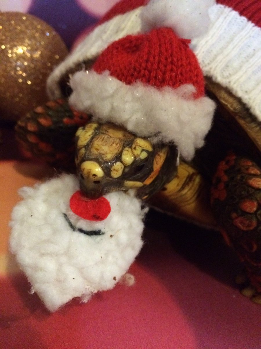 davuu's tweet image. Santa Tortoise hopes
You’ve all been good