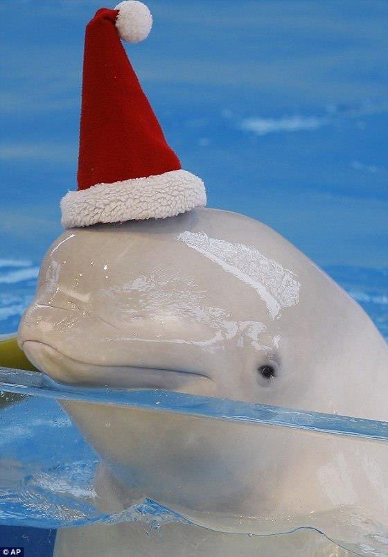 moaquarium's tweet photo. merry christmas from everyone working at moaquarium!! have a fantastic day🎅🏻🎄o(^_^)o https://t.co/0aylWriHlm