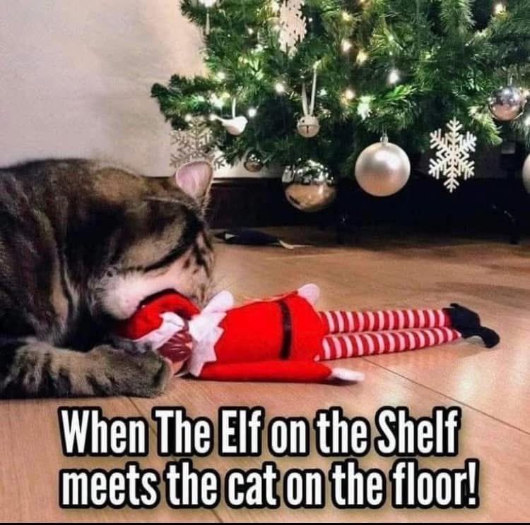 OreoKitties's tweet photo. When the Elf on the Shelf meets the Cat on the Floor. Cat Thug Life. Meowy Christmas!! 
🎄🎅🏼🐈❄️🎄🤶🏼🐈‍⬛❄️🎄🧑🏼‍🎄 https://t.co/KgJjO8g5K8