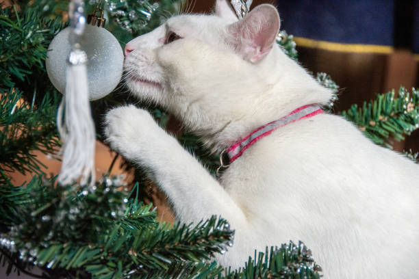 marillion13's tweet image. # 3: 
Remempurring #Christmas2020, during the #Covid19Pandemic, even some cats wore a face mask.
😹😹😹😽😽😽😷😷😷💖💖💖