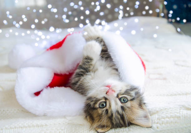 marillion13's tweet image. # 3: 
Remempurring #Christmas2020, during the #Covid19Pandemic, even some cats wore a face mask.
😹😹😹😽😽😽😷😷😷💖💖💖