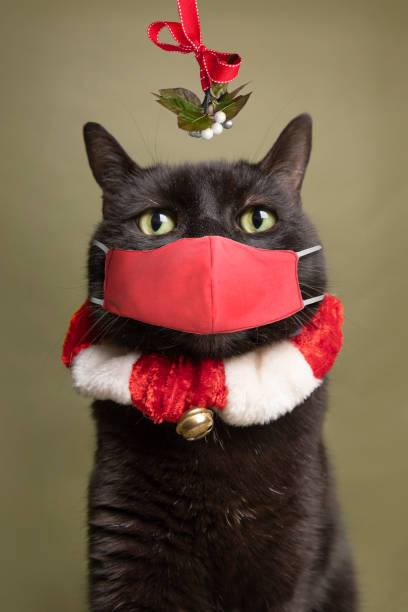 marillion13's tweet image. # 3: 
Remempurring #Christmas2020, during the #Covid19Pandemic, even some cats wore a face mask.
😹😹😹😽😽😽😷😷😷💖💖💖