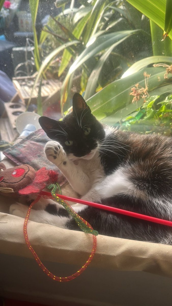 Wishing all my ♥️ friends a lovely, safe and warm Christmas. 🐾