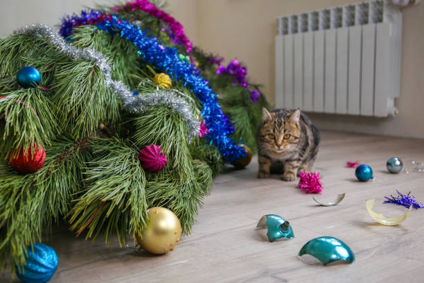 marillion13's tweet image. # 3: 
Remempurring #Christmas2020, during the #Covid19Pandemic, even some cats wore a face mask.
😹😹😹😽😽😽😷😷😷💖💖💖