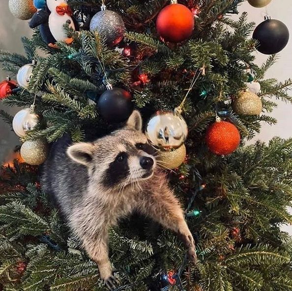 0x_frenchie's tweet photo. Day 3 of posting a Raccoon meme a day until I get
@RcoonsNFT  WL https://t.co/0hgV2MjLSj