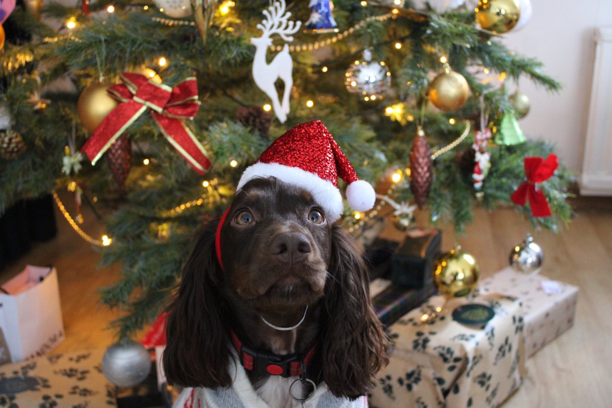 thatsealgirl's tweet image. Merry Christmas from my family to all of yours & best wishes for the rest of the festive season 🎄🎅🏻