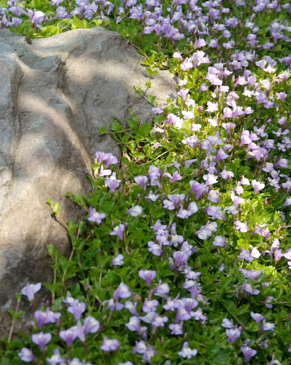 🌟 Fijne Kerst! Terwijl je tuin rust, kun je uitkijken naar de vaste planten die in het voorjaar sterker en mooier terugkomen. 🌸❄️ im.nu/iks4d4 #Wintertuin #Voorjaarsdromen #Mazus #VastePlanten #PerennialPower