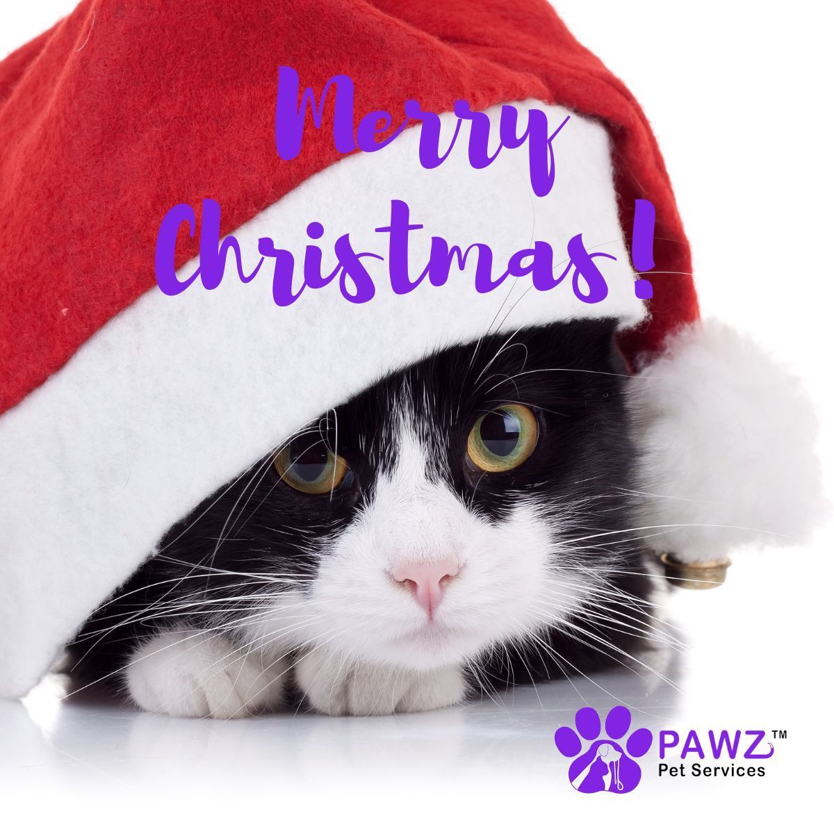 PawzServices's tweet photo. Embrace the joy of the holidays. 

May your Christmas tree be bright and your celebrations merry!

https://t.co/HWM8B8OOQ0 

#Christmas #pets #dogs #cats #dogwalkers #petsitting #NorthCarolina #Raleigh #Asheville https://t.co/d3VbUTL7pm