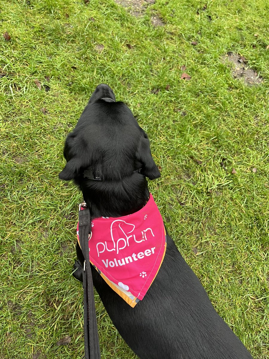 Kate Stanton (@katevmstanton) on Twitter photo 🎄 Christmas Day <a href="/thetfordparkrun/">Thetford parkrun</a> running and volunteering. #loveparkrun <a href="/parkrunUK/">parkrun UK</a> #puprun #barkrun 🎄 🎄 Christmas Day <a href="/thetfordparkrun/">Thetford parkrun</a> running and volunteering. #loveparkrun <a href="/parkrunUK/">parkrun UK</a> #puprun #barkrun 🎄