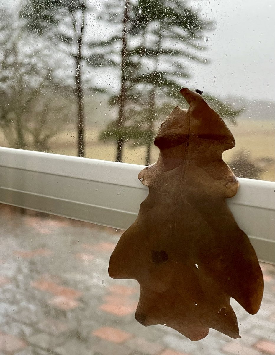 Die Geschichte vom Eichenblatt, das endlich als Weihnachtsbaum groß rauskommen wollte und sich diskret am Fenster bemerkbar machte…